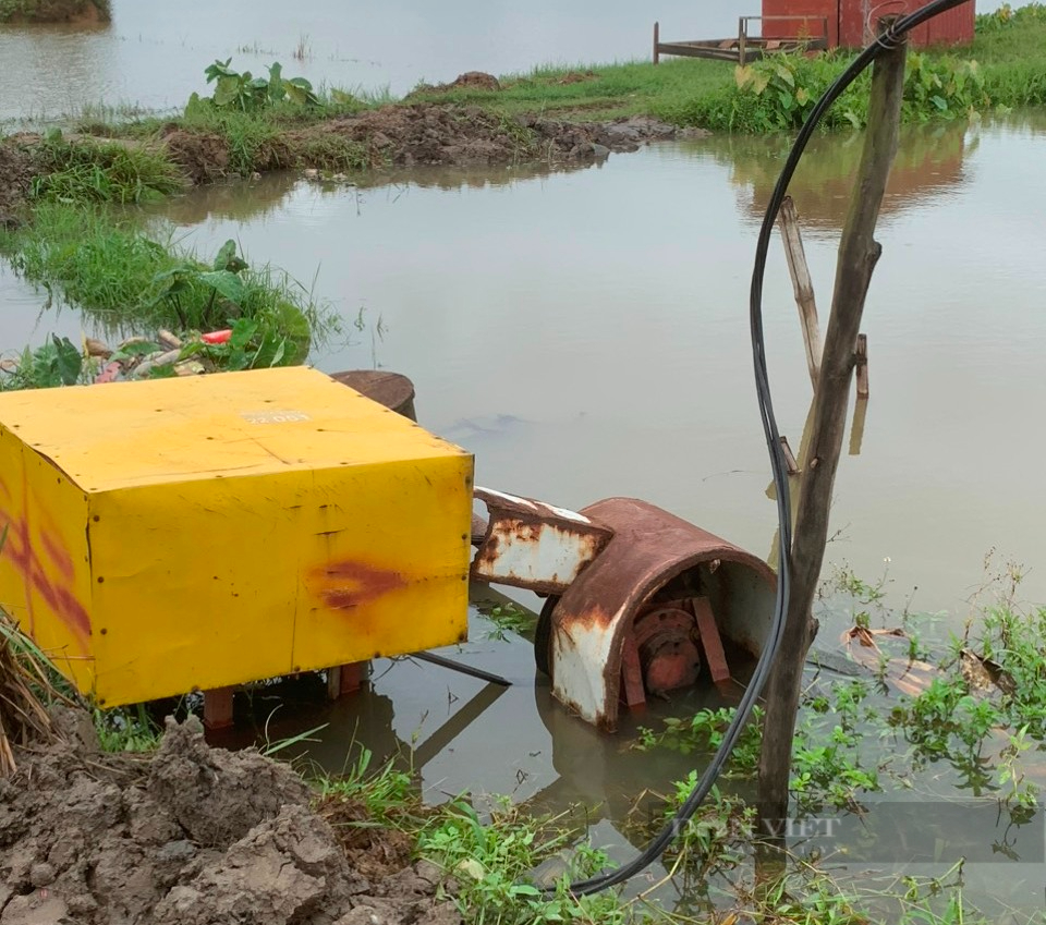 Mưa lớn gây ngập úng lúa mùa: Nhiều hợp tác xã thiệt hại tiền tỷ, dân "ngậm đắng" dùng lúa ăn để cấy lại- Ảnh 3.