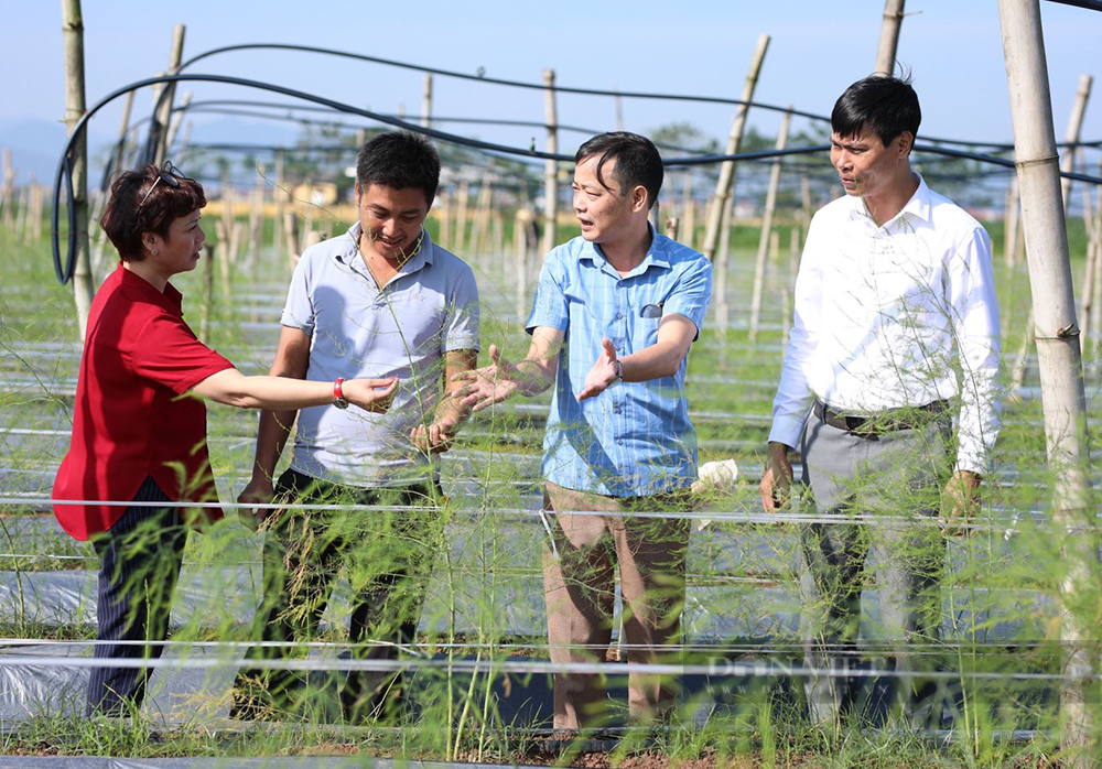 Phú Thọ: Thua lỗ hơn 1 tỷ không bỏ cuộc, trai làng thành tỷ phú nông nghiệp hữu cơ- Ảnh 1.