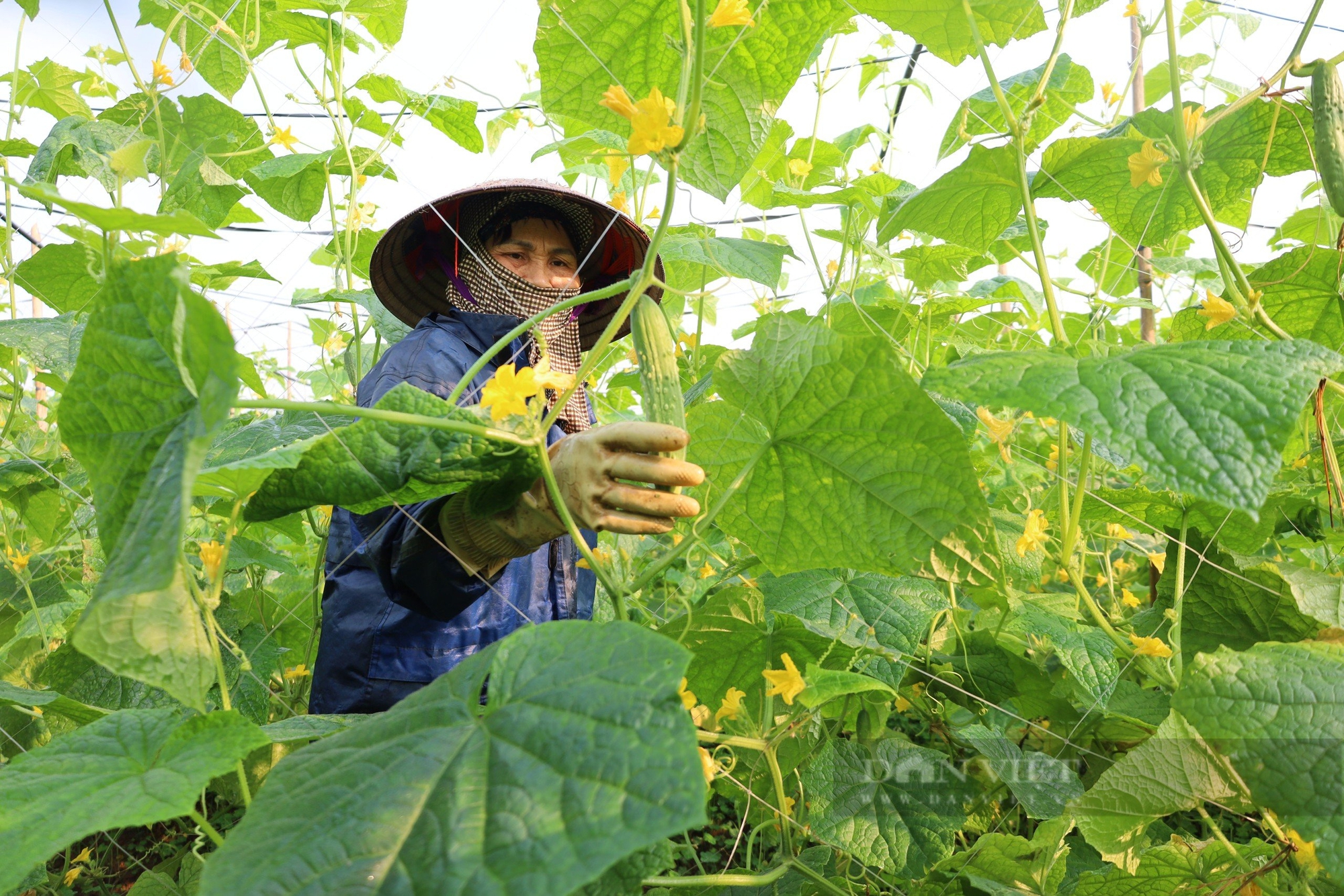 Phú Thọ: Thua lỗ hơn 1 tỷ không bỏ cuộc, trai làng thành tỷ phú nông nghiệp hữu cơ- Ảnh 3.