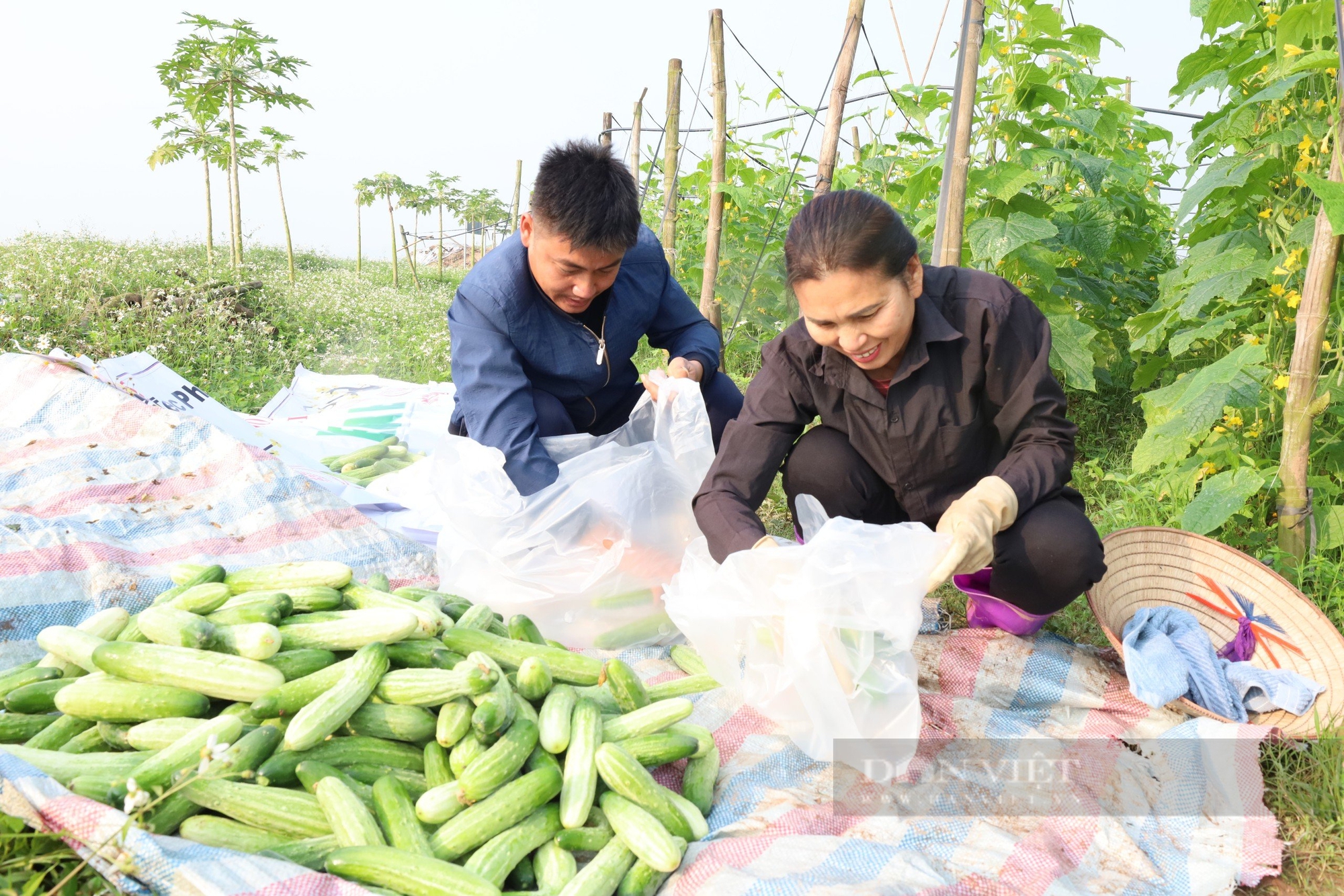 Phú Thọ: Thua lỗ hơn 1 tỷ không bỏ cuộc, trai làng thành tỷ phú nông nghiệp hữu cơ- Ảnh 4.