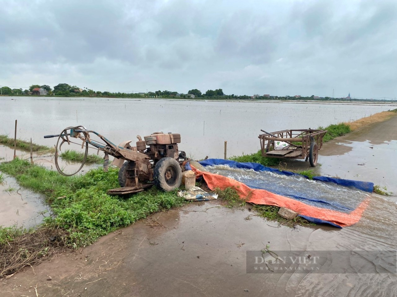 Một huyện ở Ninh Bình toàn bộ diện tích lúa mùa đã gieo cấy bị ngập hoàn toàn- Ảnh 3.