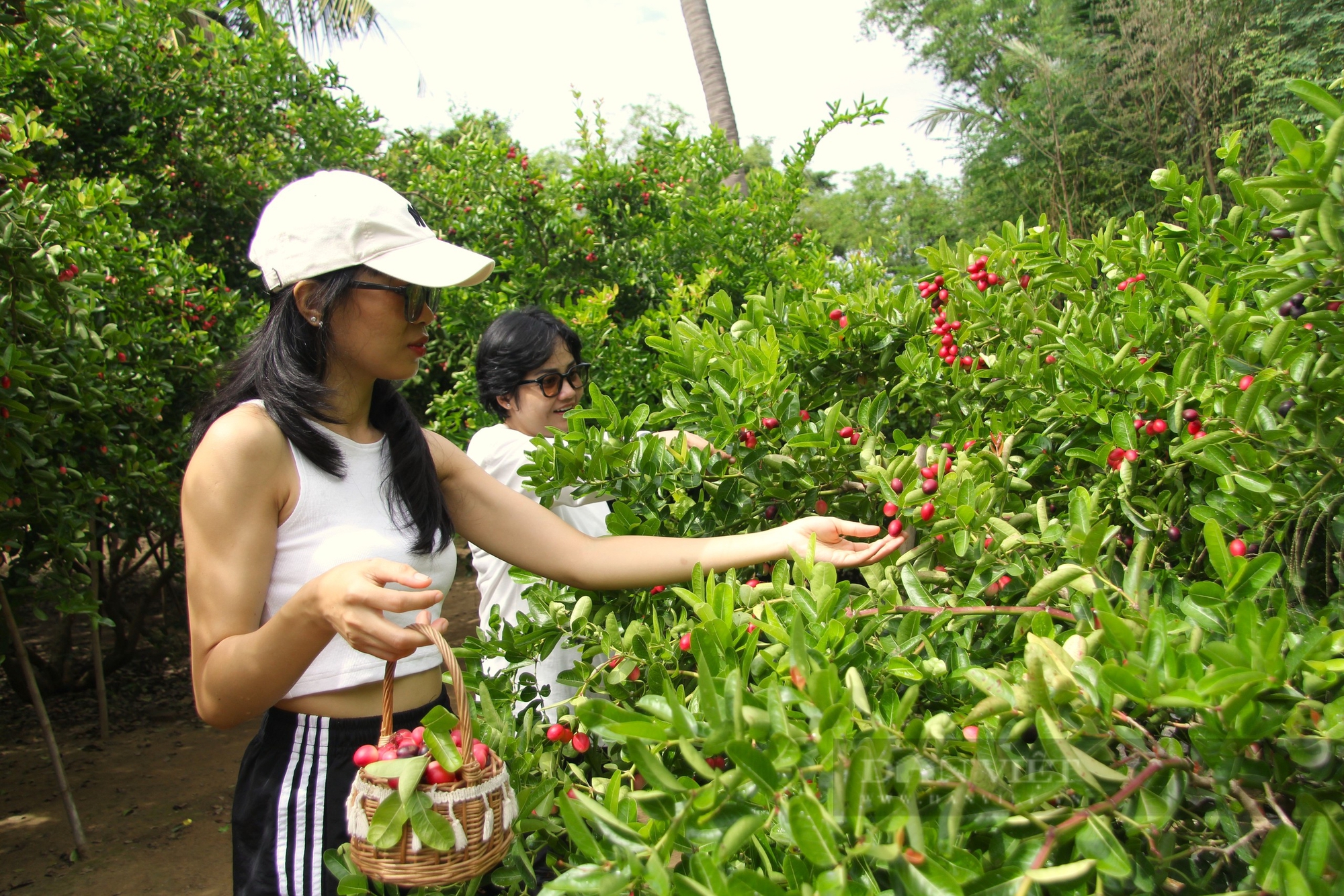 Vườn si rô độc nhất vô nhị ở Ninh Thuận ra trái đỏ rực, dân tình mê mẩn tìm về quay phim, chụp hình- Ảnh 2.