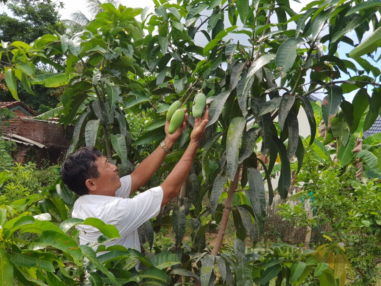 Làm nông thôn mới nâng cao, người dân huyện Phú Ninh của tỉnh Quảng Nam thu nhập 55,5 triệu đồng/người/năm- Ảnh 5.