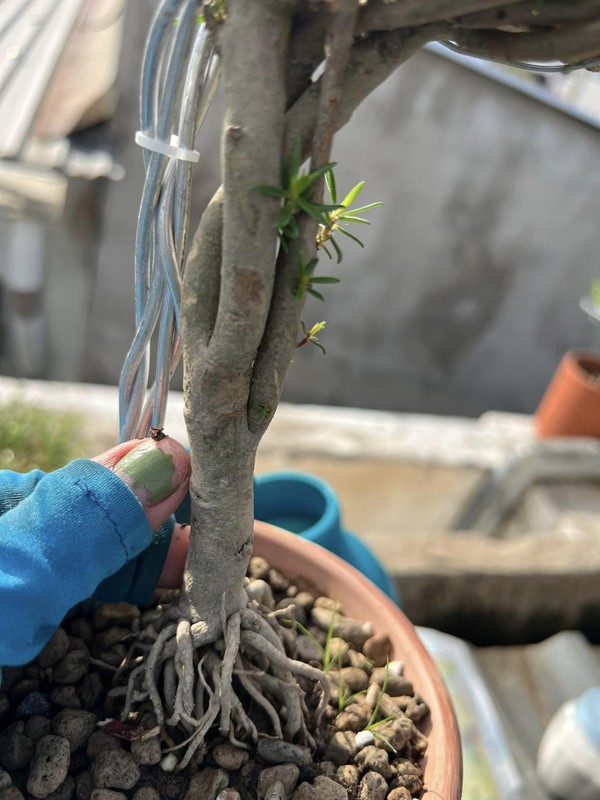 Loài hoa dân dã, quen mặt chỉ nở 10h sáng mỗi ngày, trước cho không ai lấy, nay giá cả triệu đồng- Ảnh 7.