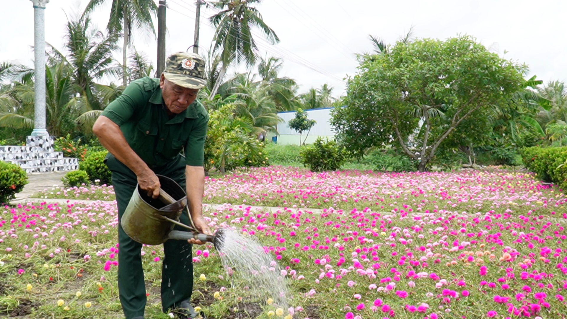 Mê mẫn với cánh đồng hoa mười giờ rộng hàng nghìn m2 là nơi “sống ảo” của người dân Cà Mau- Ảnh 3.