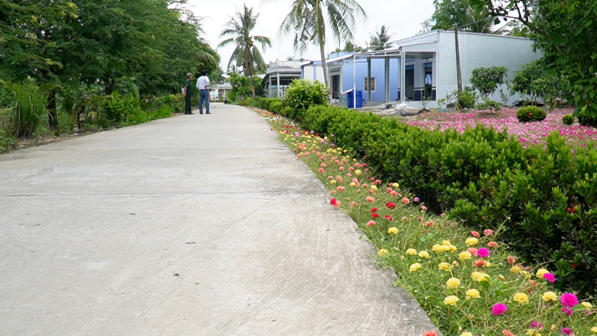 Mê mẫn với cánh đồng hoa mười giờ rộng hàng nghìn m2 là nơi “sống ảo” của người dân Cà Mau- Ảnh 4.