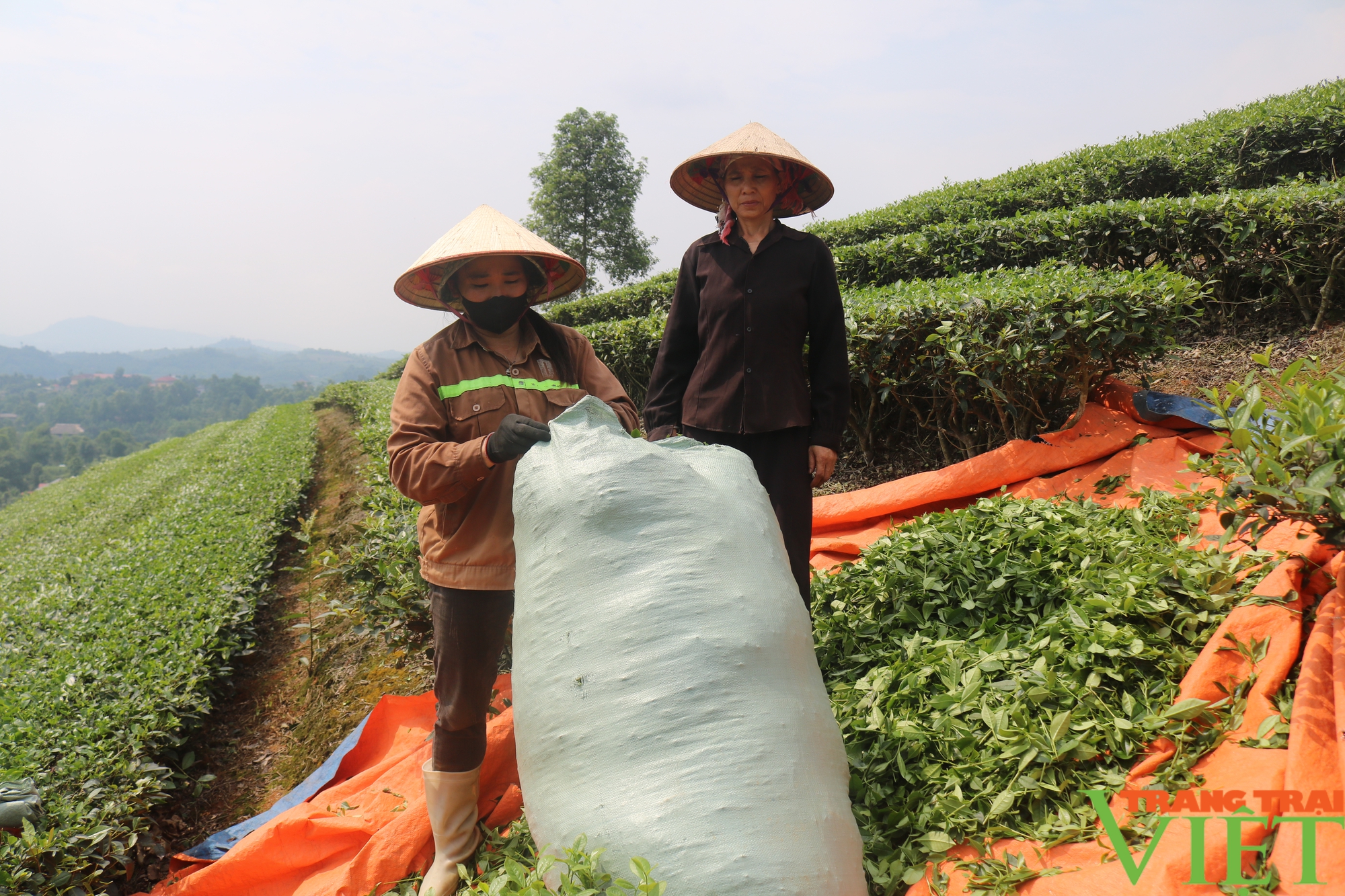 Cây chè giúp nông dân Lào Cai nâng cao thu nhập- Ảnh 3.