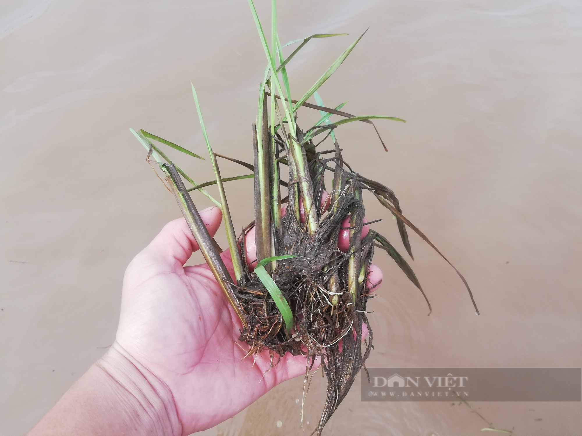 Lúa mùa chìm sâu trong "biển" nước, nông dân Nam Định bất lực, đứng ngồi không yên- Ảnh 4.