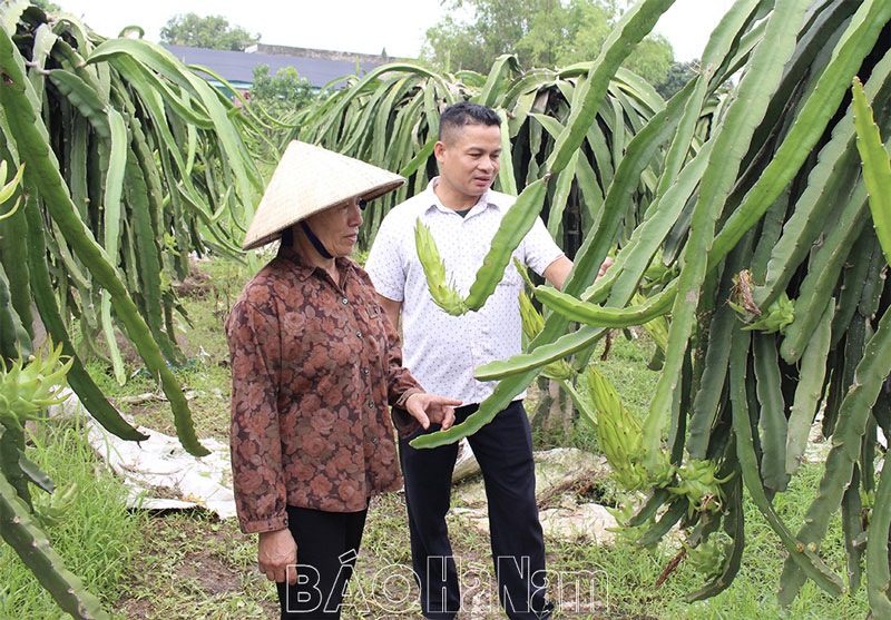 Ở xã Trần Hưng Đạo của Hà Nam xuất hiện nhiều vườn mẫu, vừa đẹp mắt lại "hái" ra tiền- Ảnh 1.