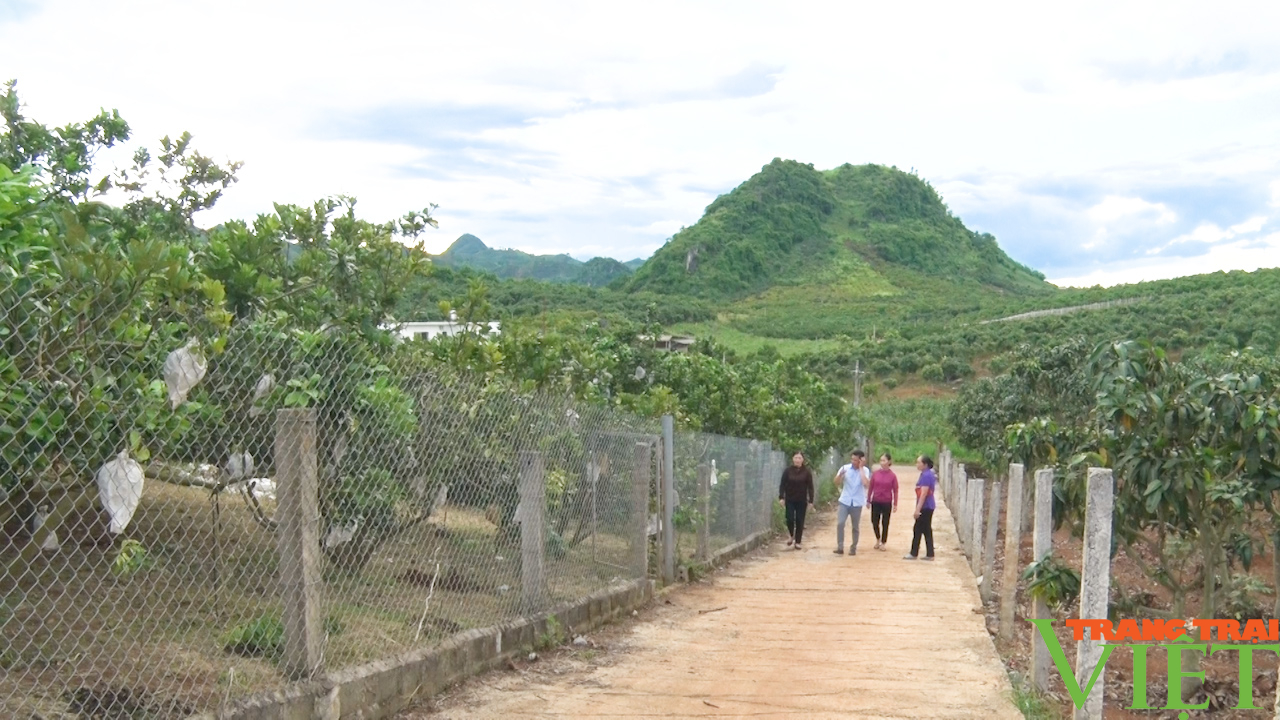 Nông dân Sơn La thi đua phát triển kinh tế, góp sức xây dựng nông thôn mới- Ảnh 1.