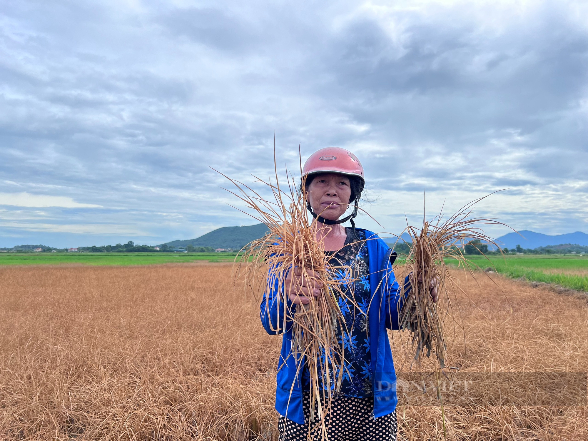 Hà Tĩnh: Ruộng lúa chết khô do sự cố tràn dầu tại dự án thi công đường cao tốc - Ảnh 1.