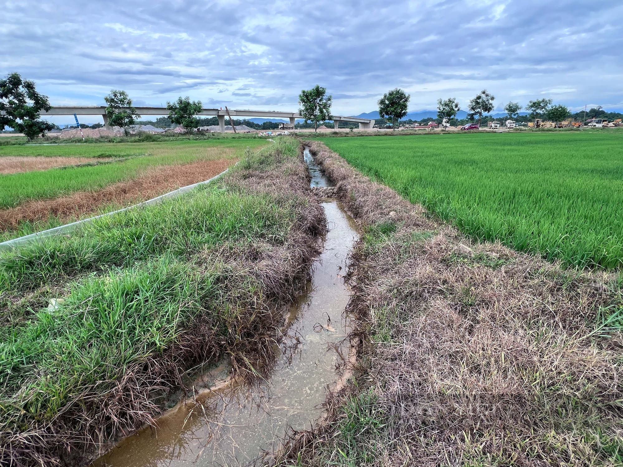 Hà Tĩnh: Ruộng lúa chết khô do sự cố tràn dầu tại dự án thi công đường cao tốc - Ảnh 2.