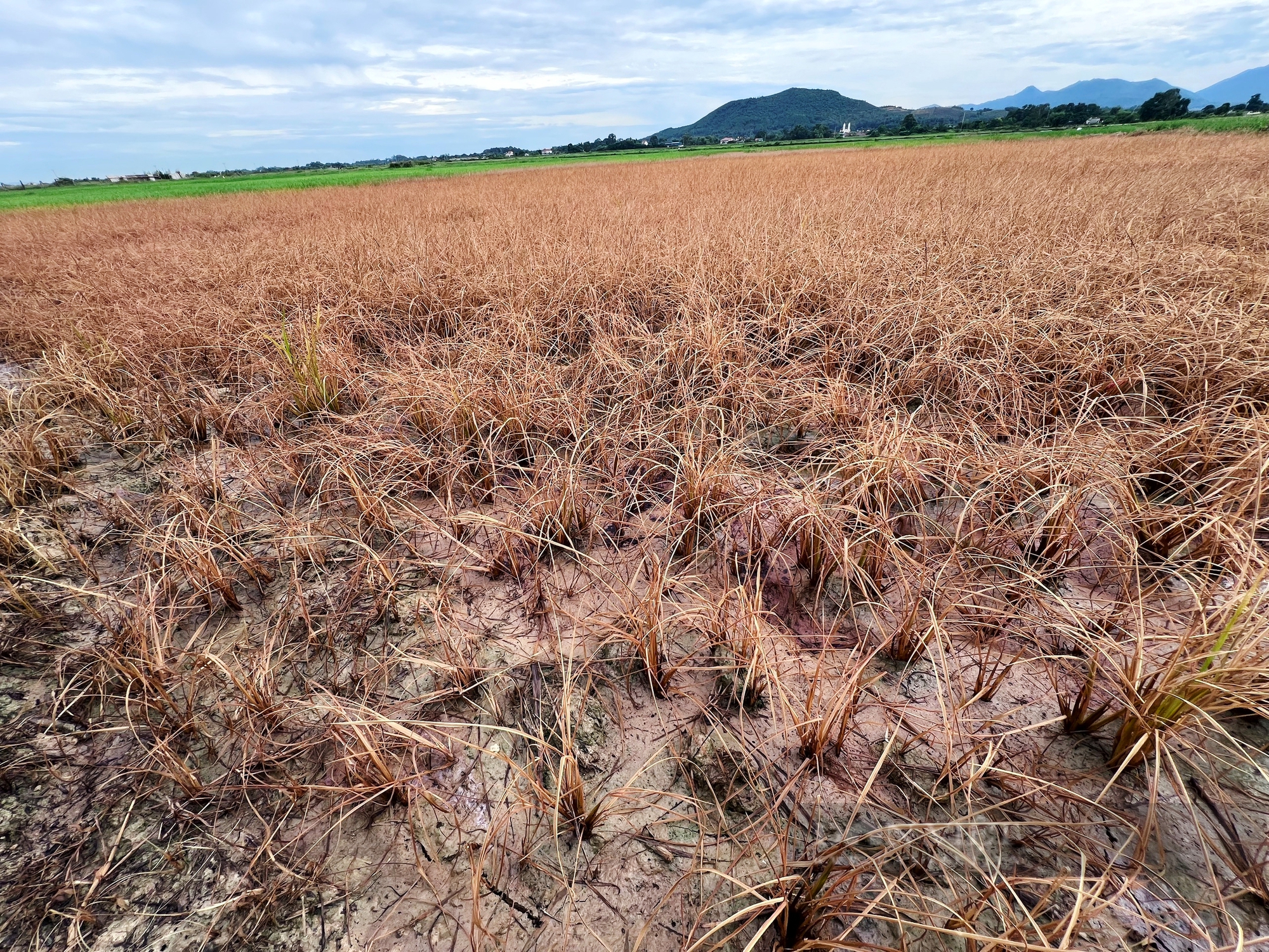 Hà Tĩnh: Ruộng lúa chết khô do sự cố tràn dầu tại dự án thi công đường cao tốc - Ảnh 4.