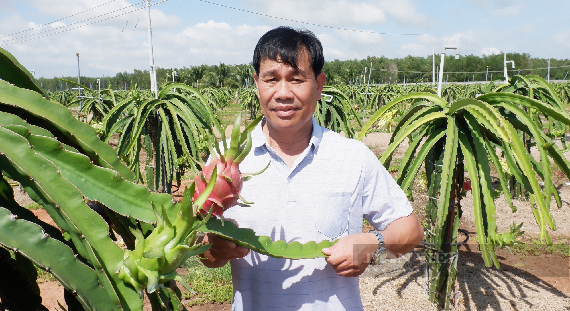 Bình Thuận phấn đấu có 10.500 ha thanh long đạt tiêu chuẩn VietGAP để xuất khẩu - Ảnh 3.