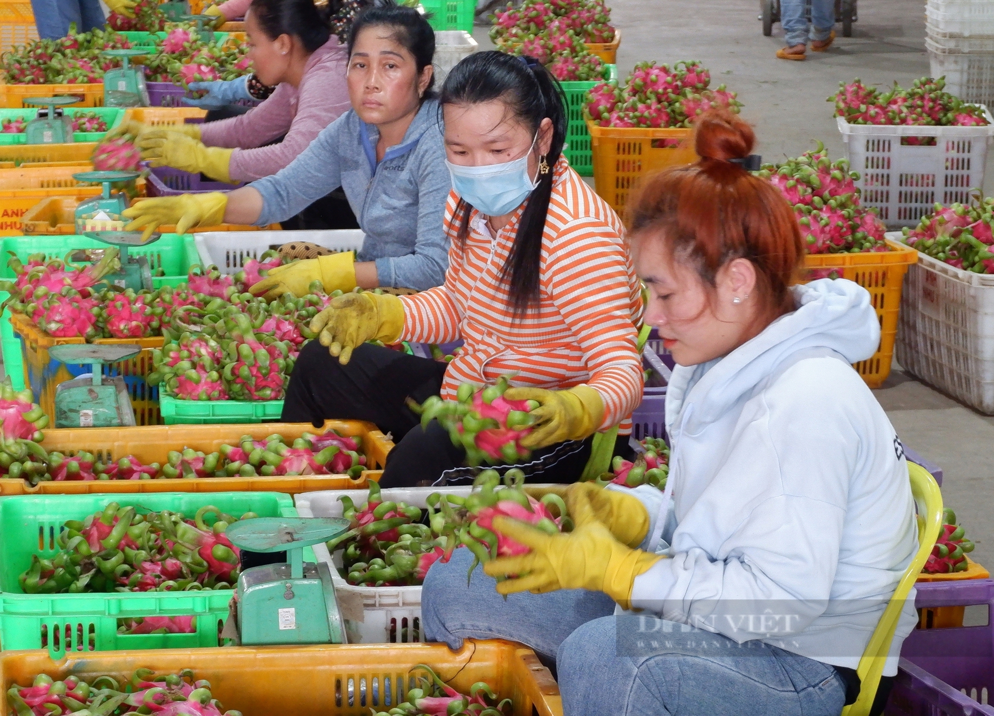 Bình Thuận phấn đấu có 10.500 ha thanh long đạt tiêu chuẩn VietGAP để xuất khẩu - Ảnh 1.