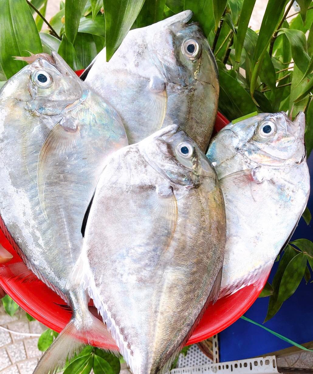 Cá từ bi ở biển Bình Thuận là cá gì mà nổi tiếng ngon, lạ, quý hiếm, ăn vào sẽ từ bi?- Ảnh 1.