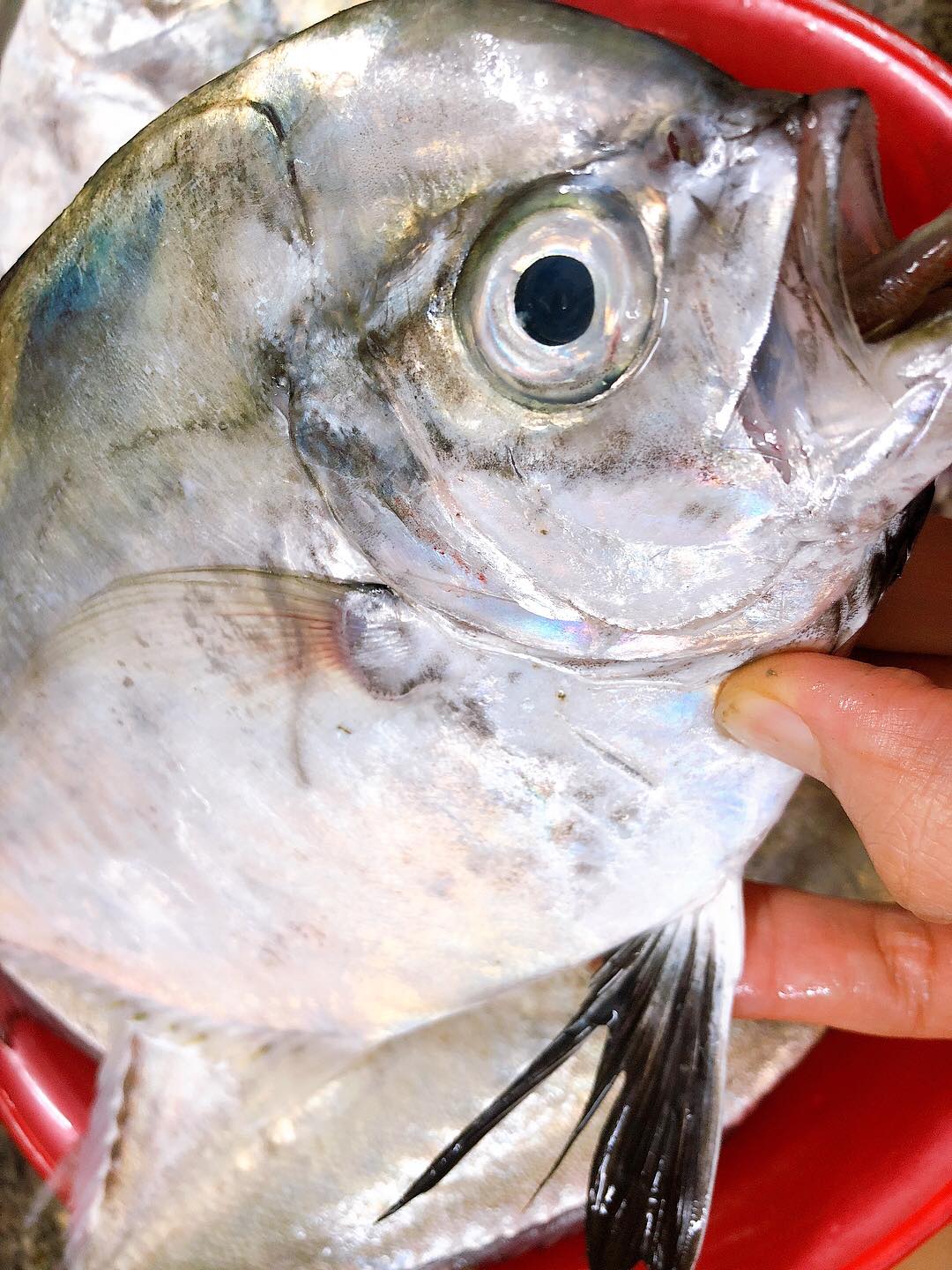 Cá từ bi ở biển Bình Thuận là cá gì mà nổi tiếng ngon, lạ, quý hiếm, ăn vào sẽ từ bi?- Ảnh 2.