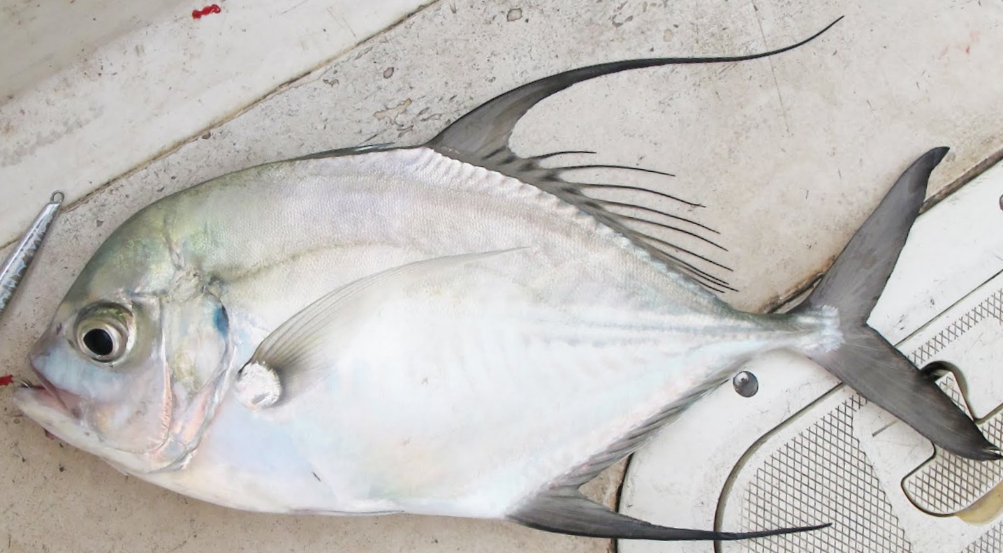 Cá từ bi ở biển Bình Thuận là cá gì mà nổi tiếng ngon, lạ, quý hiếm, ăn vào sẽ từ bi?- Ảnh 4.