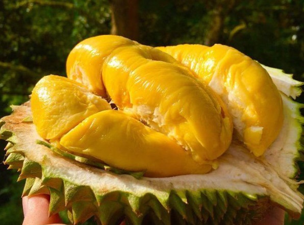 Người bệnh tiểu đường nếu thích ăn sầu riêng nhất định phải biết điều này để ổn định đường huyết- Ảnh 2.