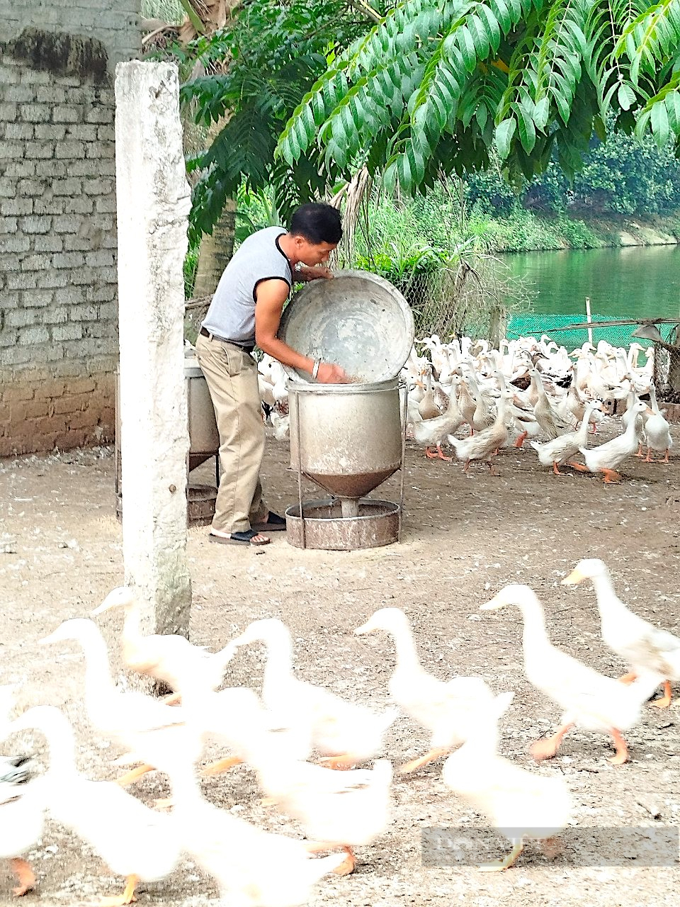 Anh nông dân Nghệ An “cưa sừng” lấy vàng, cả làng thán phục  - Ảnh 3.