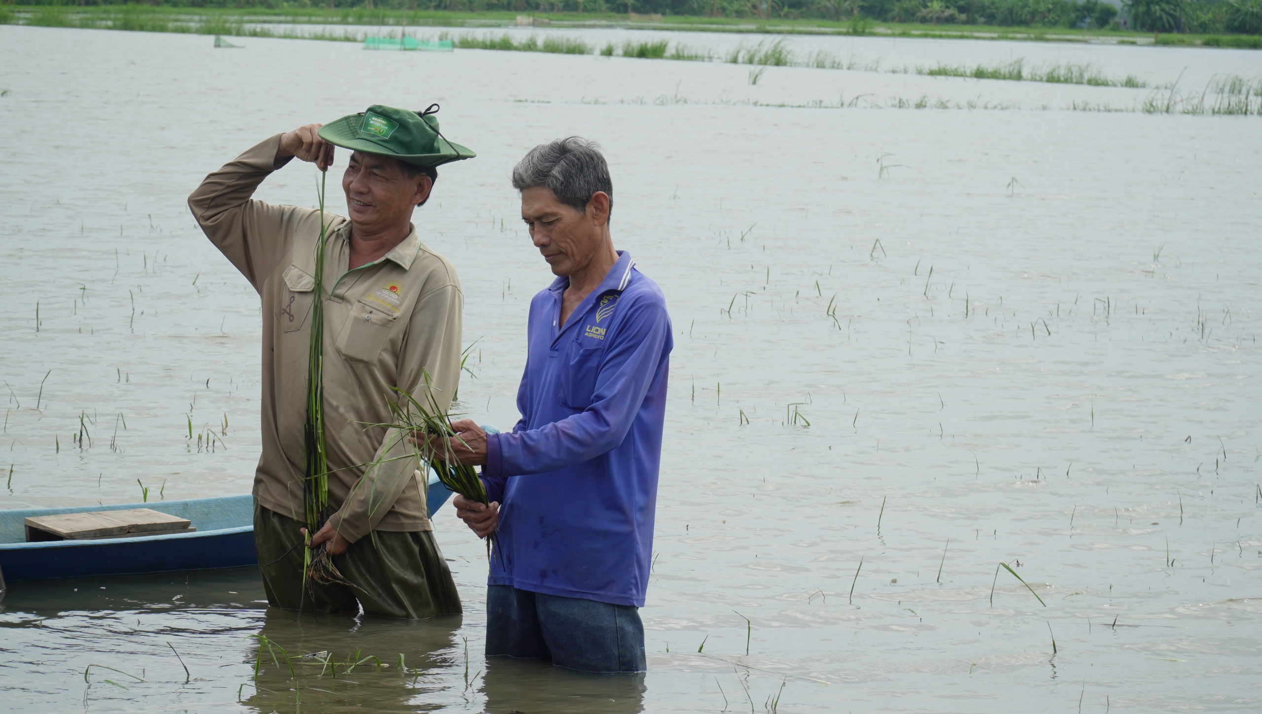 Hơn 500 hecta lúa của nông dân Cà Mau chìm trong nước- Ảnh 1.