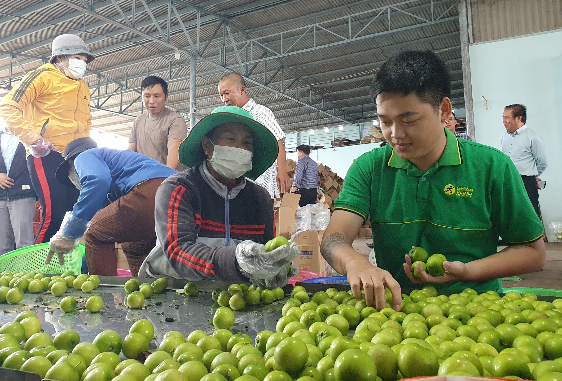 Bách Hóa Xanh bán hàng trăm tấn nho, táo Ninh Thuận mỗi tháng- Ảnh 1.