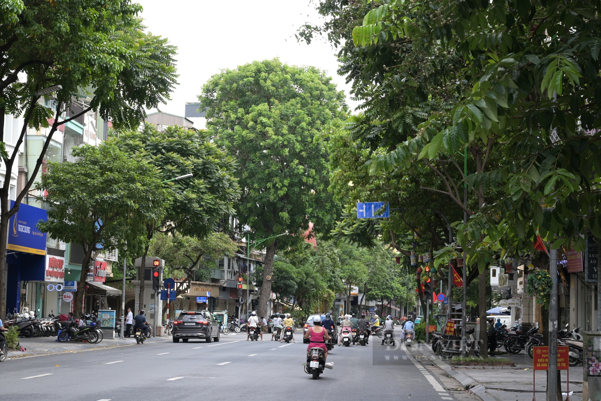 Hà Nội: Cây xanh che khuất biển báo giao thông, người dân lo dính phạt "oan"- Ảnh 1.