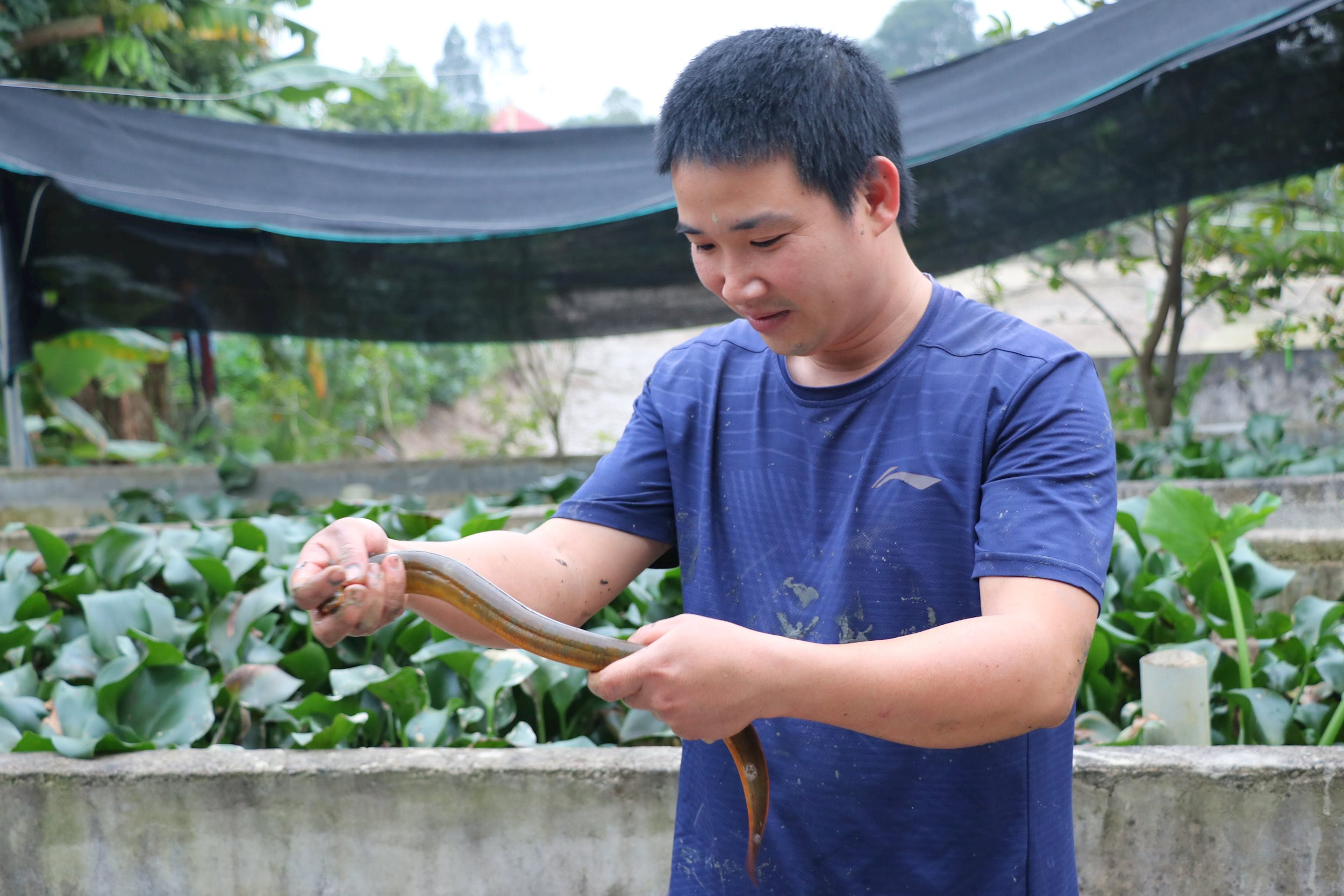 Thuộc "đường đi nước bước" của con đặc sản này, chàng trai xứ Nghệ ấp trứng, bán giống, thu gần 1 tỷ đồng/năm- Ảnh 6.