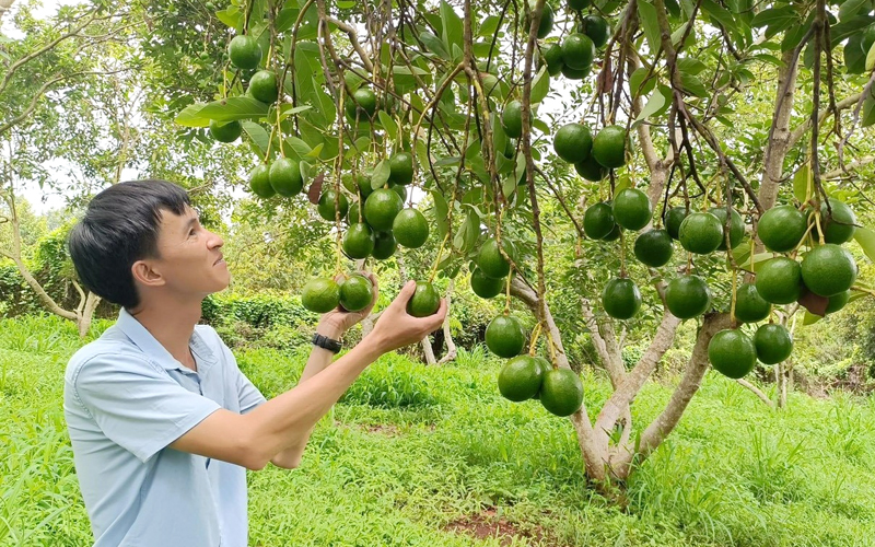 Vườn bơ của gia đình bà Lưu Thị Thu Thảo ở xã Lộc An (huyện Lộc Ninh). Ảnh: Ngân hàng CSXHBP