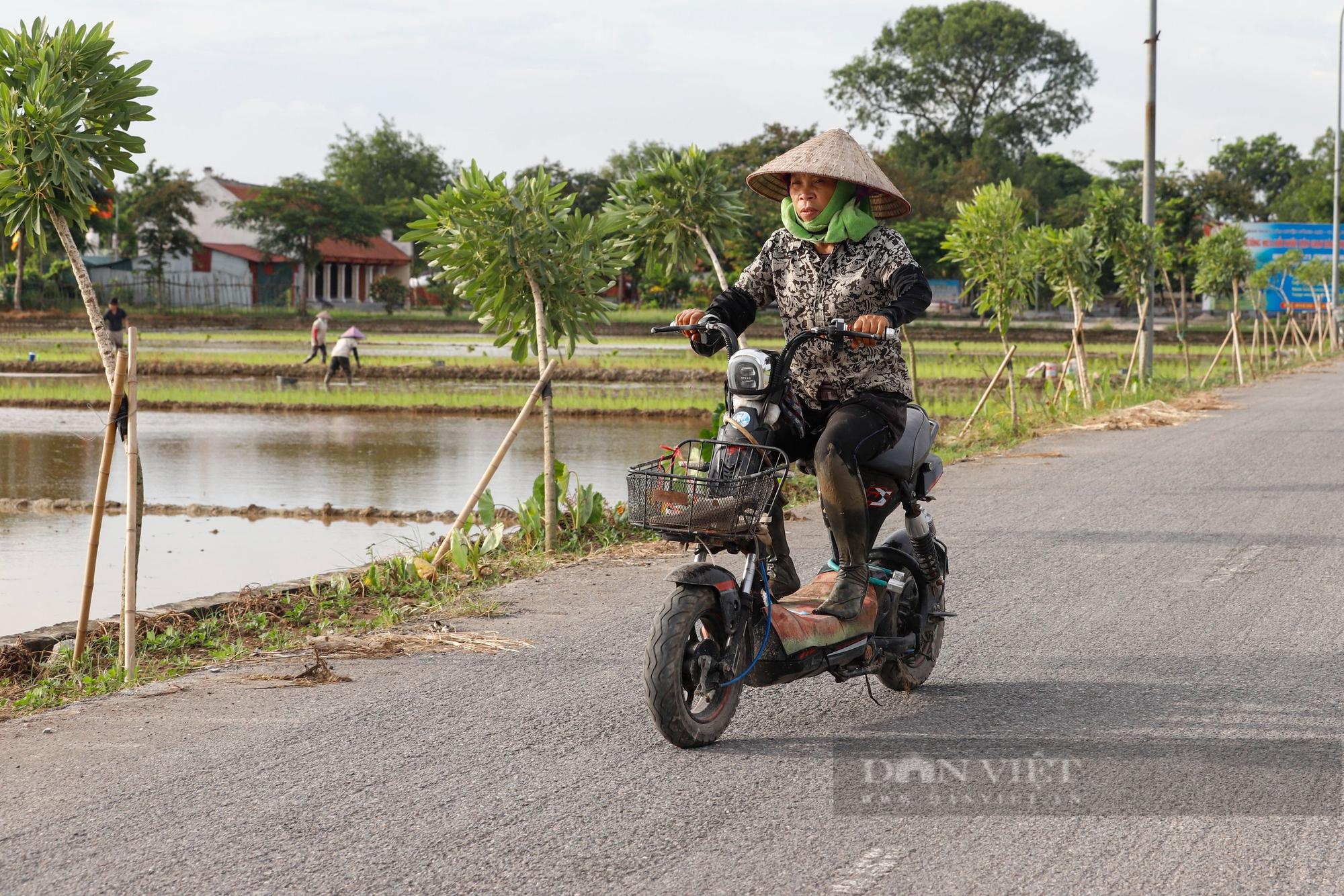 Đường nhựa trải tận ruộng, nông dân ngoại thành Hà Nội tất bật ra đồng cấy lúa bằng xe đạp điện- Ảnh 2.