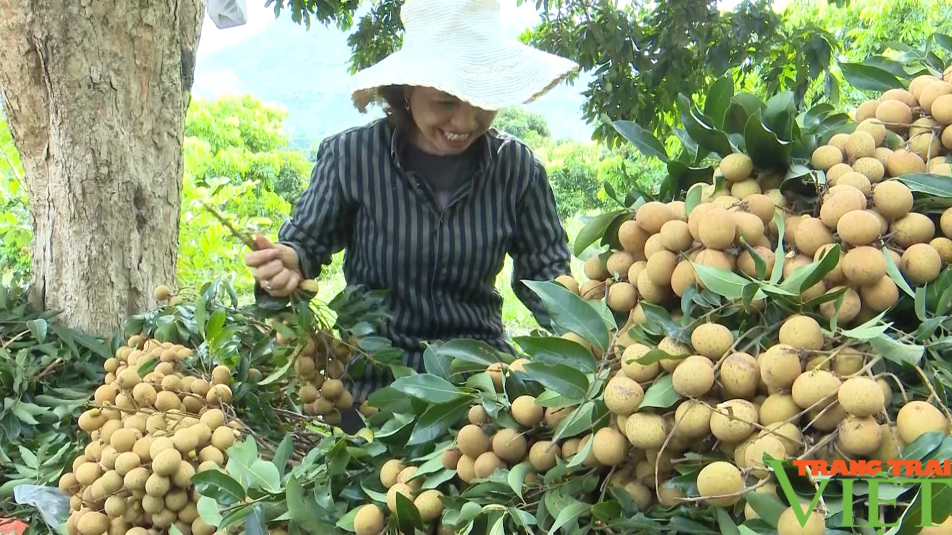 Nhãn T6 mang niềm vui cho nông dân miền biên viễn- Ảnh 4.