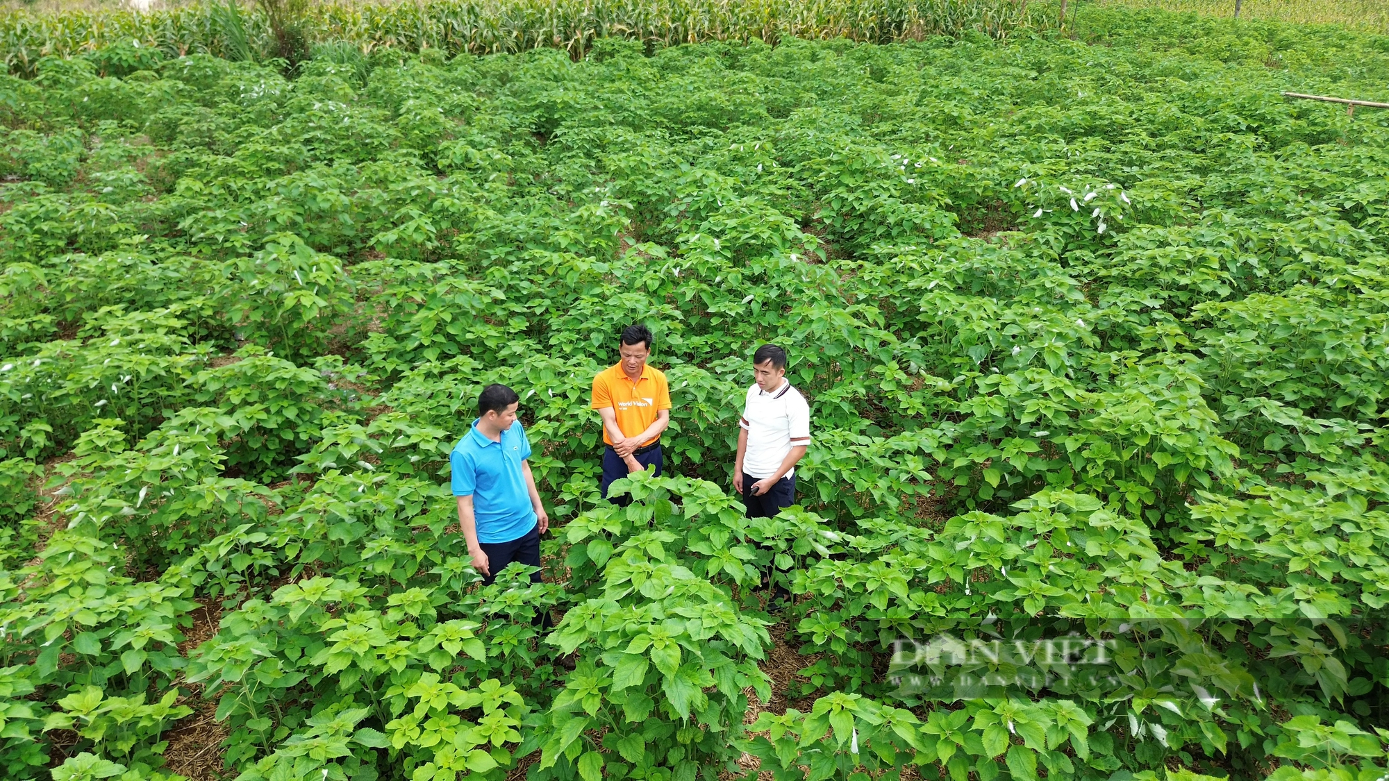 Trồng loài cây gieo một lần thu 10 năm, nông dân một xã của tỉnh Hòa Bình lãi trăm triệu/năm- Ảnh 6.