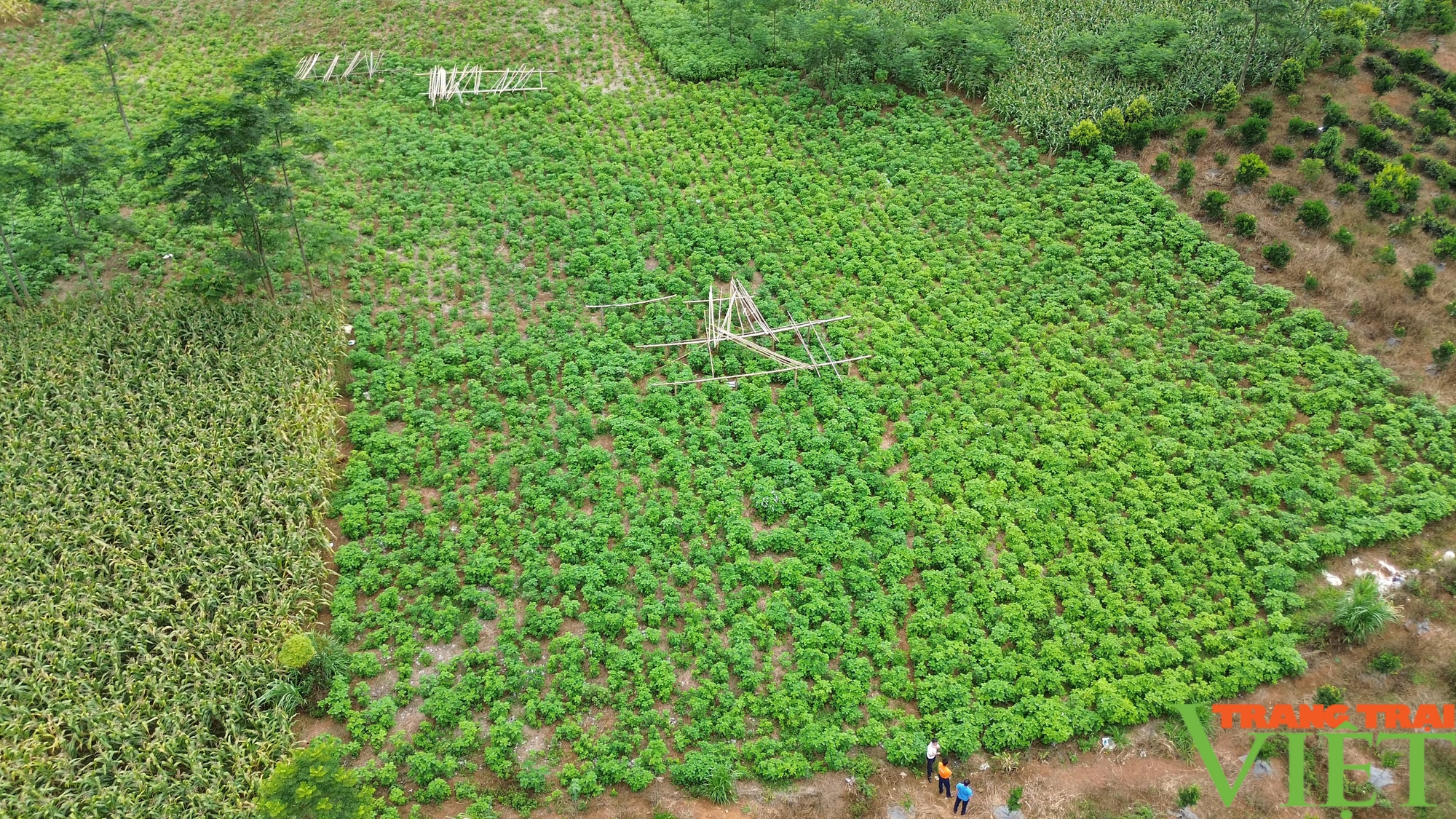 Đà Bắc: Yên Hòa nỗ lực hoàn thành các tiêu chí, dồn sức về đích nông thôn mới- Ảnh 4.