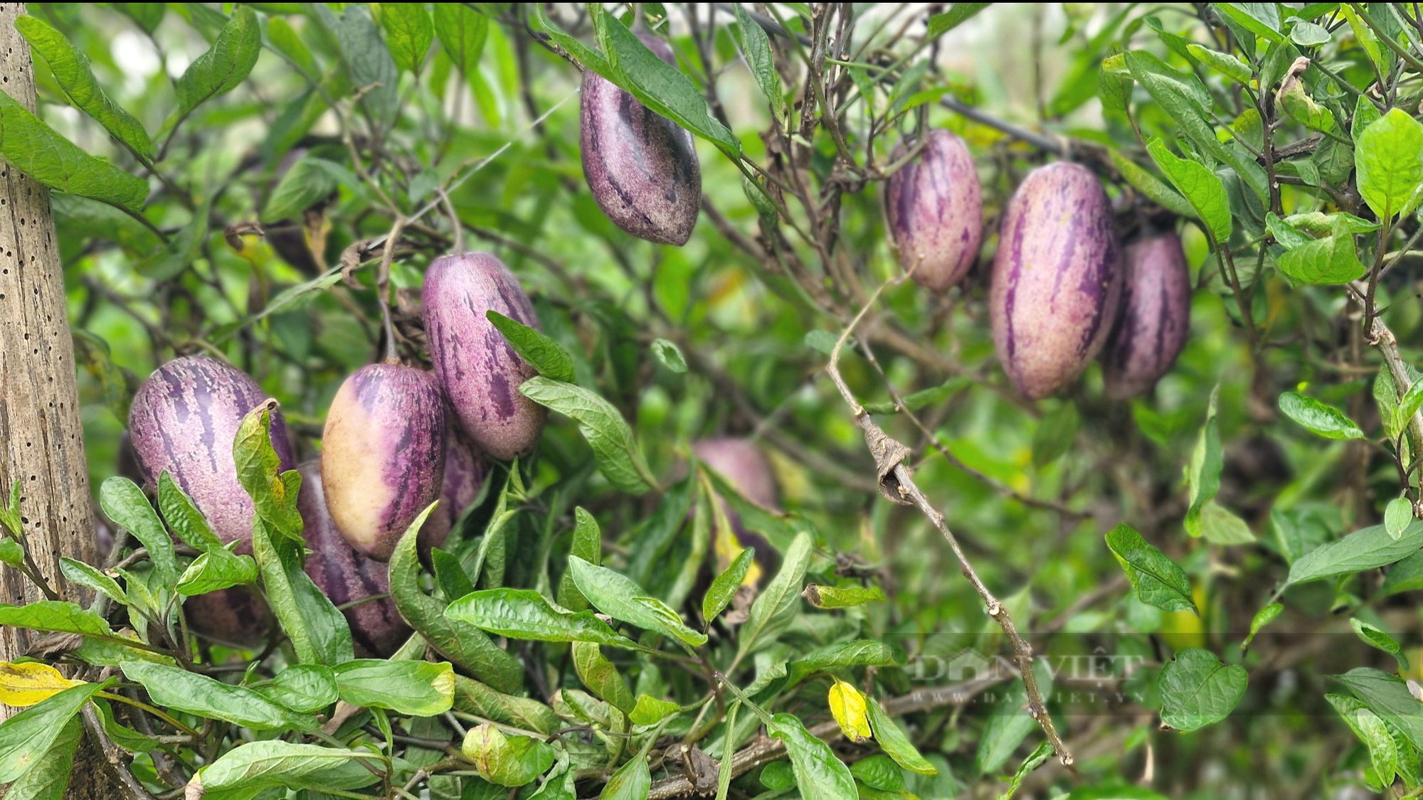 Trồng dưa lạ tên Pepino ở Sơn La, quả như trái cà tím, bổ ra mùi thơm thơm, cắn một miếng ngọt nhẹ- Ảnh 2.