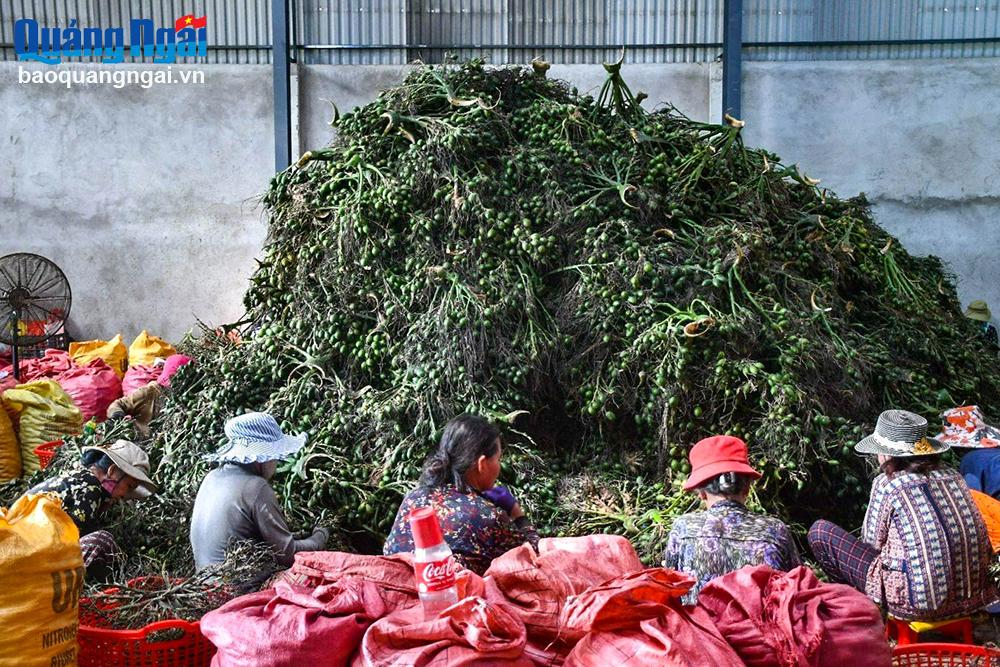 Trung Quốc lại ồ ạt mua lượng lớn thứ quả "đầu câu chuyện" của Việt Nam, nông dân dựng lều ở vườn canh trộm - Ảnh 1.