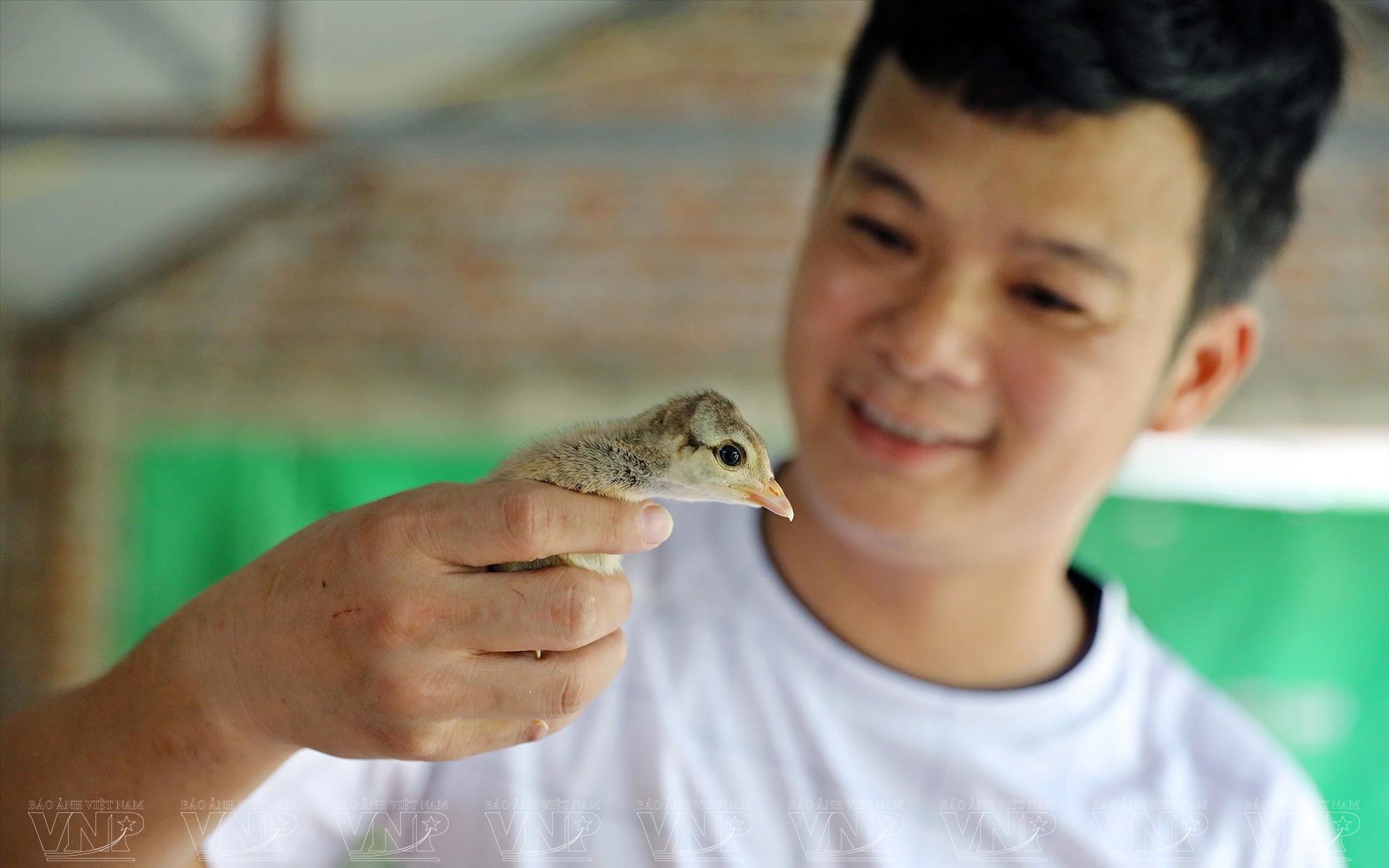 Nuôi la liệt loài chim có tên trong sách Đỏ, anh nông dân Hải Dương bán đắt nhất là 3,5 triệu đồng/con