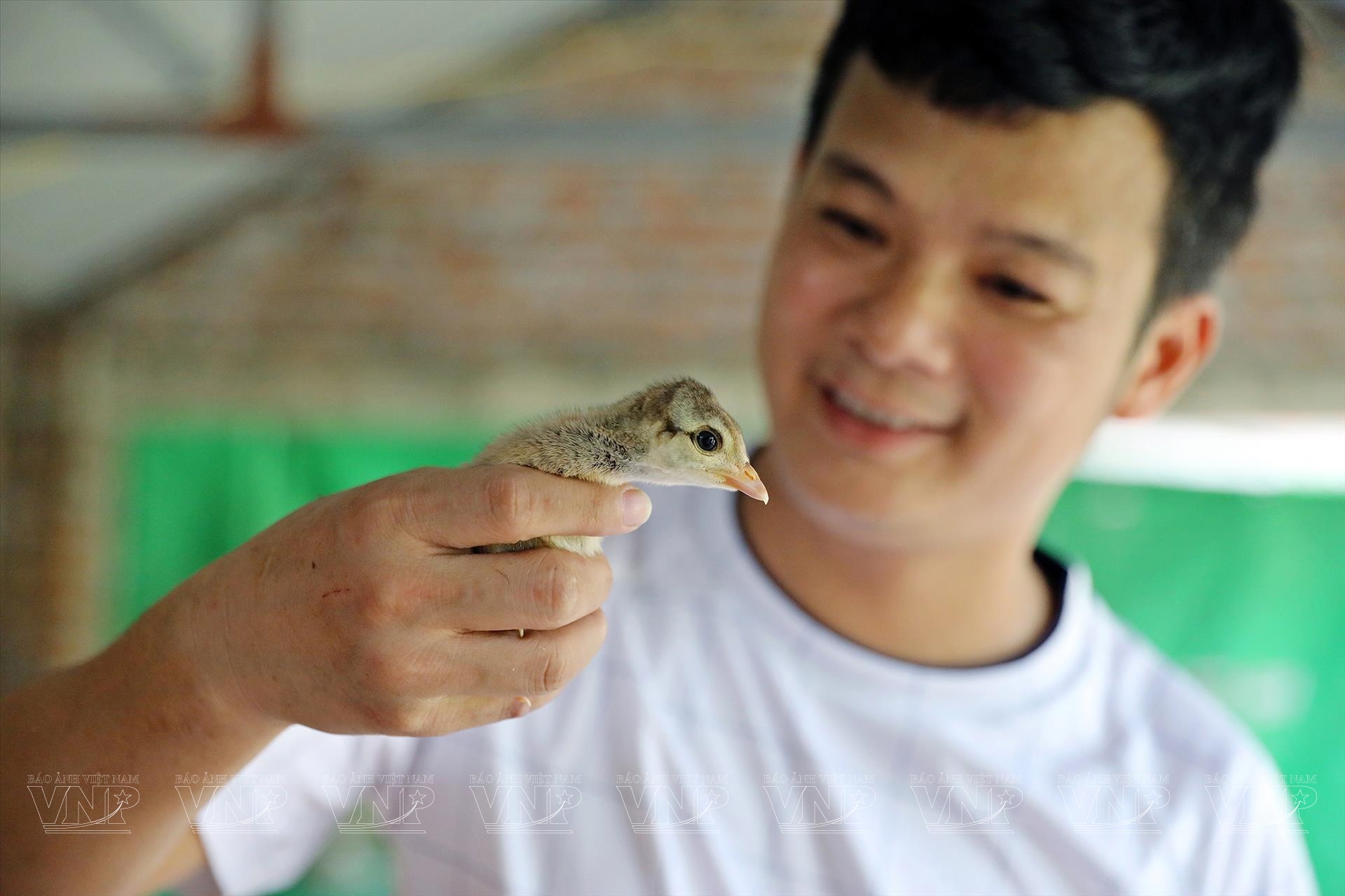 Nuôi chim công-động vật hoang dã có trong sách Đỏ ở Hải Dương, cho ăn thịt bò, bán 3,5 triệu/con- Ảnh 6.