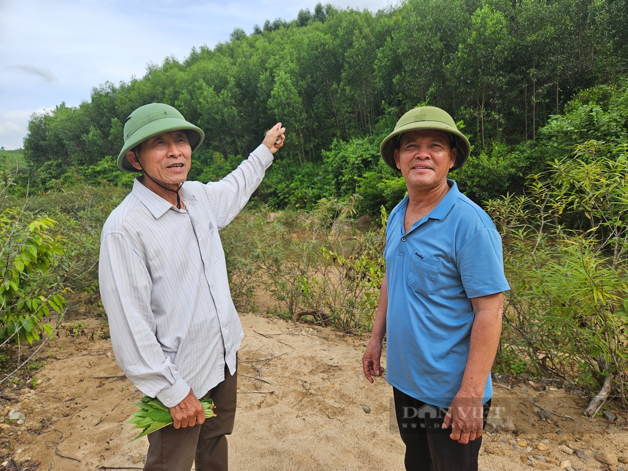 Bất cập trong quản lý, chia đất rừng trồng Công ty Lâm Công nghiệp Bắc Quảng Bình- Ảnh 1.