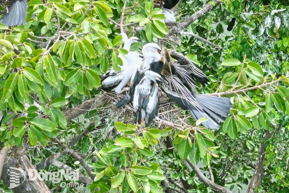 Loài chim hoang dã cực kỳ quý hiếm có cái cổ trông như con rắn bỗng xuất hiện thành đàn ở Đồng Nai- Ảnh 3.