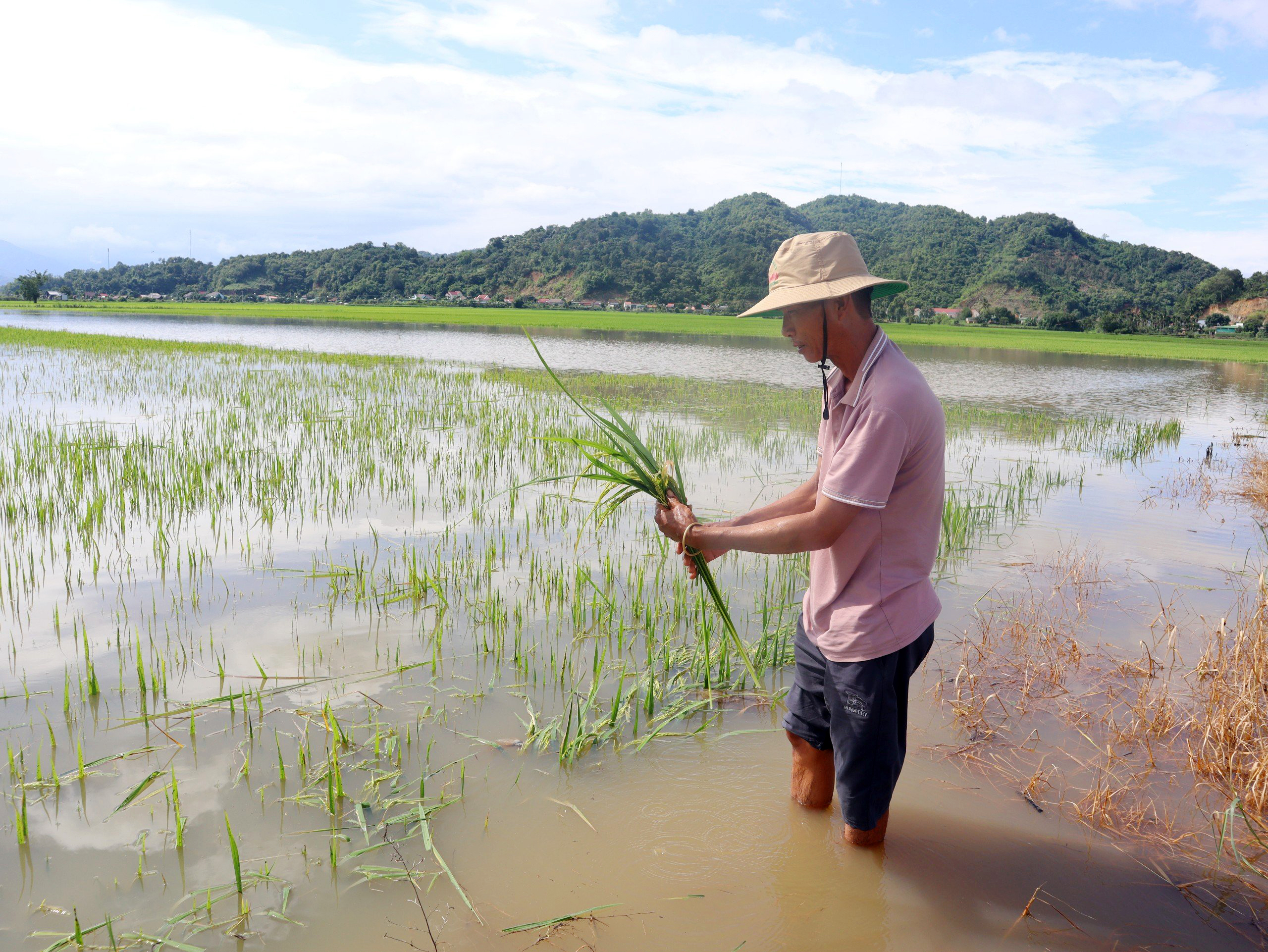 Mưa liên tục, nước suối tràn vào, gần 1200ha lúa, hoa màu ở Đắk Lắk chìm ngập, nguy cơ mất trắng- Ảnh 1.