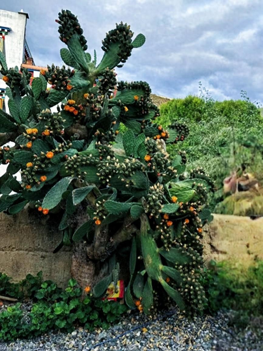 Cây cảnh bá đạo, xưa mọc hoang ở bờ rào, hóa ra toàn thân là báu vật, giúp chắn tai cho gia đình- Ảnh 3.