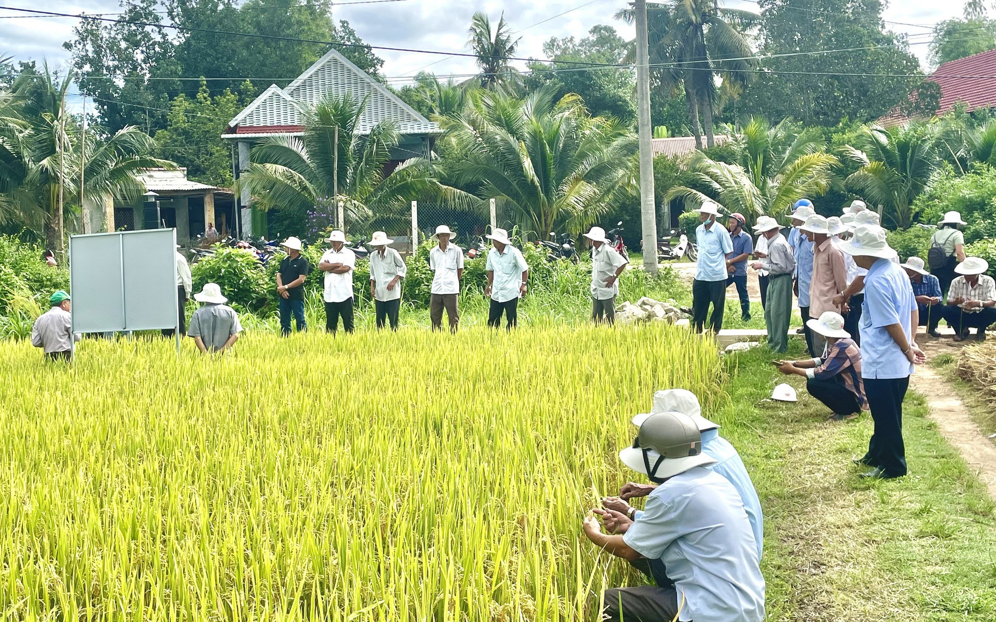 Bí quyết giúp nông dân một HTX bón phân ít nhưng năng suất lúa vẫn cao