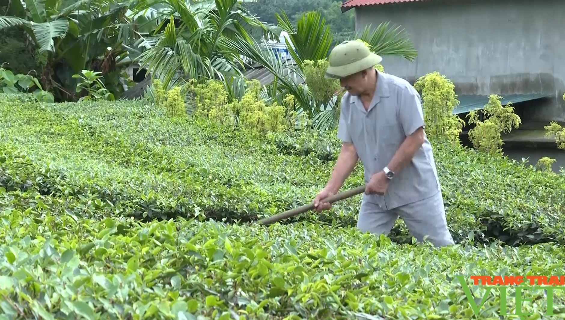 Lão nông U70 ở Lào Cai thu nửa tỷ mỗi năm từ mô hình kinh tế tổng hợp- Ảnh 1.