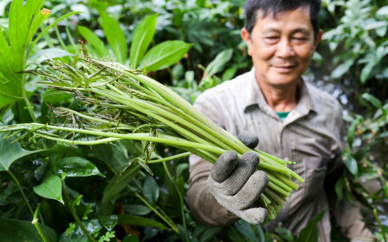 Trồng rau bí nụ kiểu gì mà ruộng rau tốt um tùm, một nông dân Lâm Đồng hái bán đắt như tôm tươi - Ảnh 2.