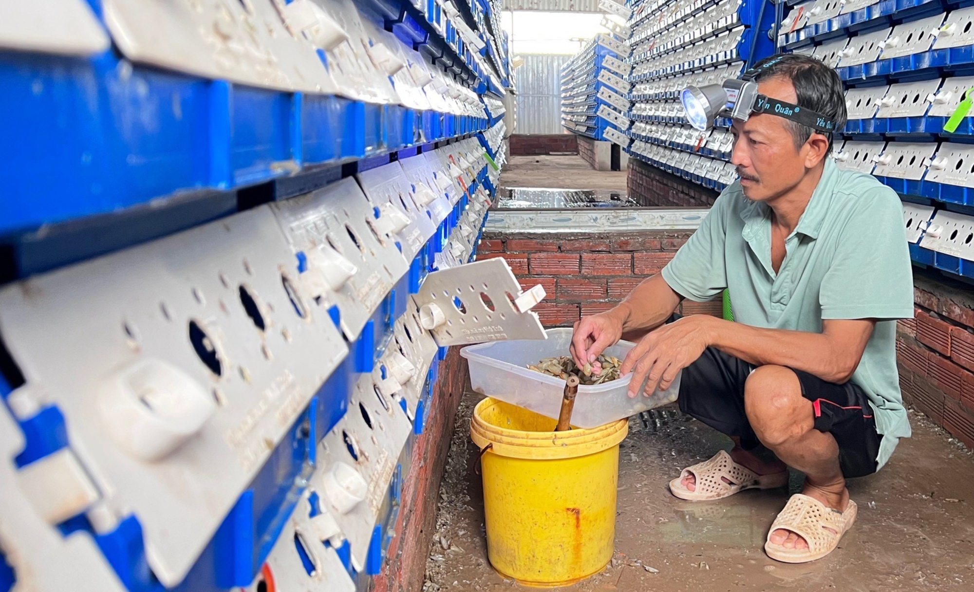 Nuôi loài động vật-con cua lột trong hộp nhựa, hễ lớn con nào, nông dân Sóc Trăng bán hết con đó- Ảnh 1.