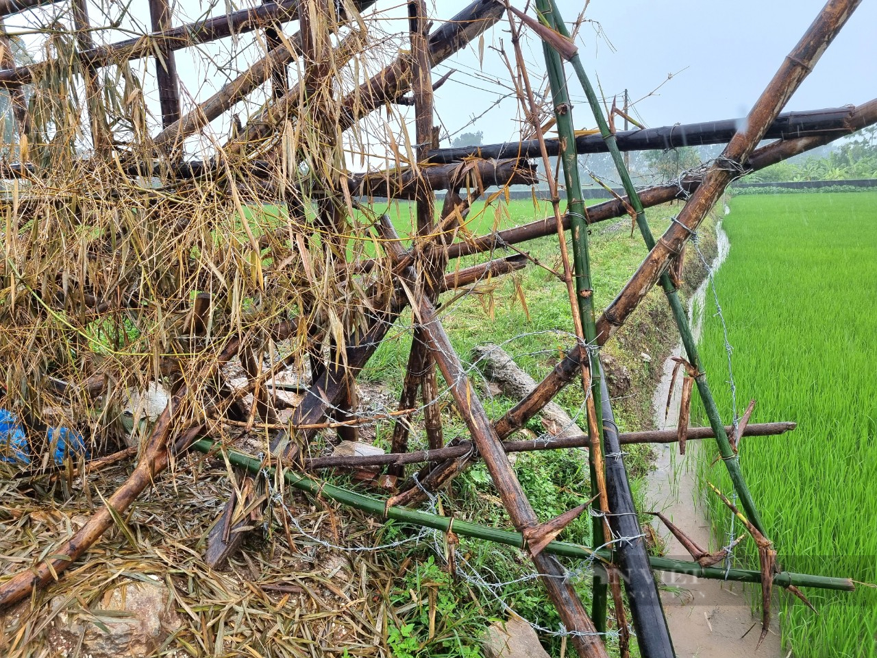 Gần 2 năm dân dựng hàng rào, giăng dây thép gai chặn lối vào một trang trại nuôi lợn ở Ninh Bình- Ảnh 2.