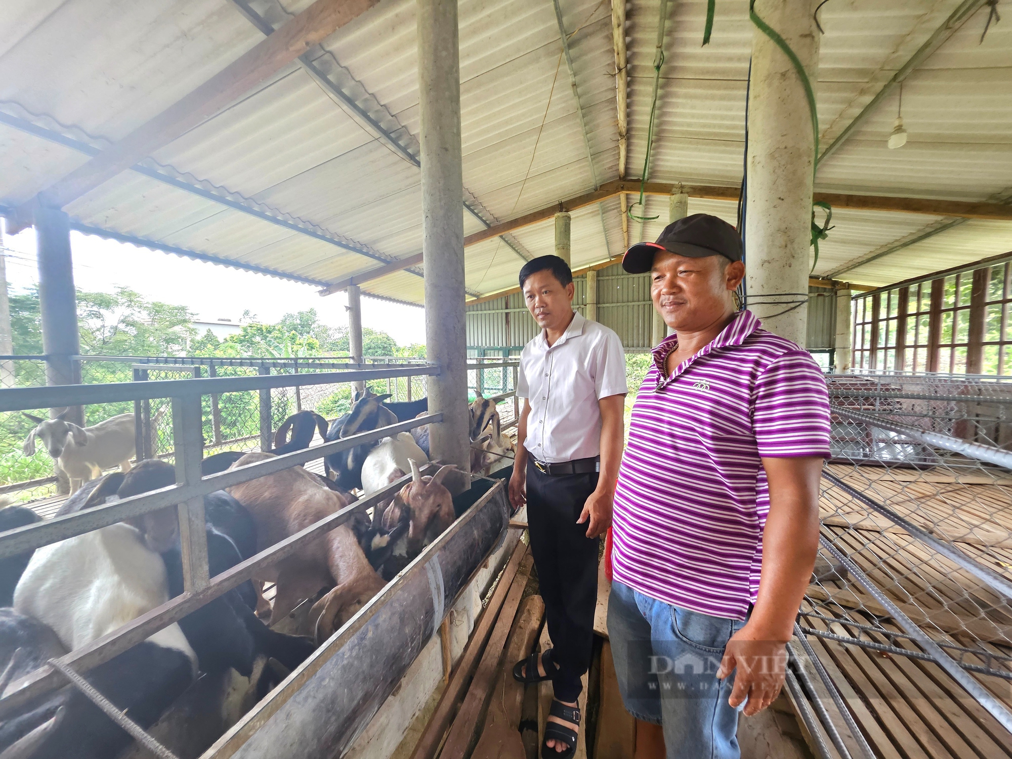 Một người Quảng Bình nuôi thành công ốc núi, loài động vật hoang dã bò chậm như sên- Ảnh 6.