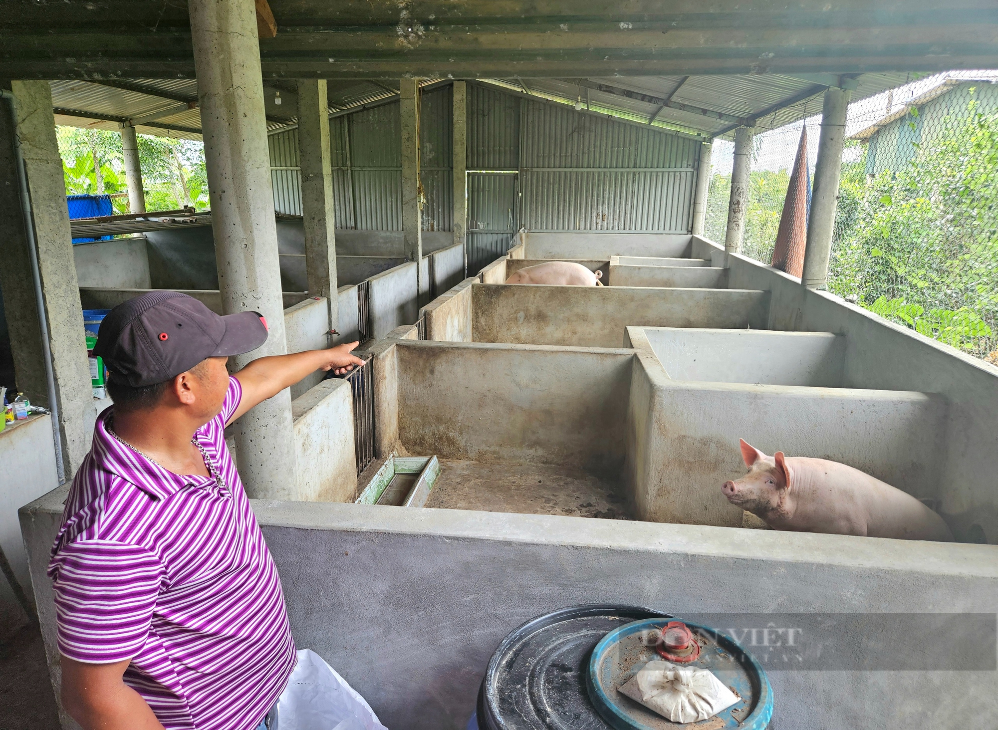 Một người Quảng Bình nuôi thành công ốc núi, loài động vật hoang dã bò chậm như sên- Ảnh 7.