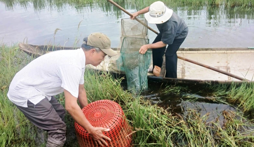 Liều nuôi tôm trong ruộng lúa nhiễm mặn, ai ngờ dân một xã ở TT-Huế lại trúng mùa- Ảnh 2.