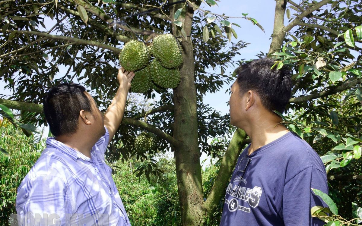 Vô số nơi trồng sầu riêng, ở một nơi của Bến Tre, dân trồng 